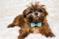 Sovereign , a male Shih Tzu for sale in Riverside, CA – 3 of 3