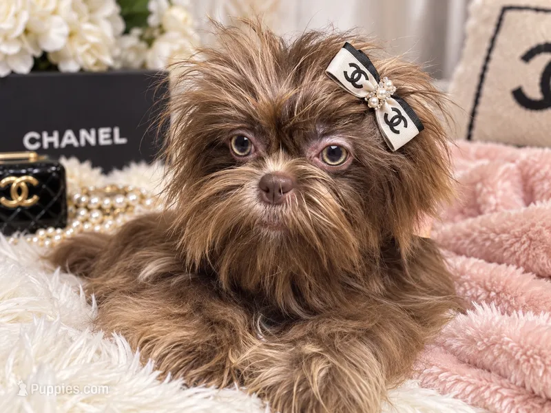Solene – Shih Tzu puppy for sale in Riverside, CA