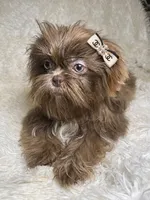 Solene, a female Shih Tzu for sale in Riverside, CA – 2 of 3