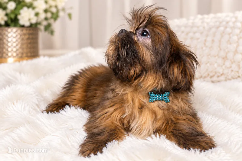 Sovereign  – Shih Tzu puppy for sale in Riverside, CA
