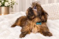 Sovereign , a male Shih Tzu for sale in Riverside, CA – 1 of 3