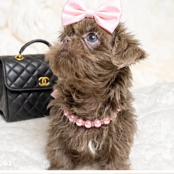 Amethysta  – Shih Tzu puppy for sale in Riverside, CA