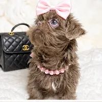 Amethysta , a female Shih Tzu for sale in Riverside, CA – 1 of 3