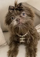 Amethysta , a female Shih Tzu for sale in Riverside, CA – 3 of 3
