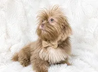 Barron, a male Shih Tzu for sale in Riverside, CA – 2 of 4
