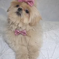 Cartier , a male Shih Tzu for sale in Riverside, CA – Photo 2 of 3