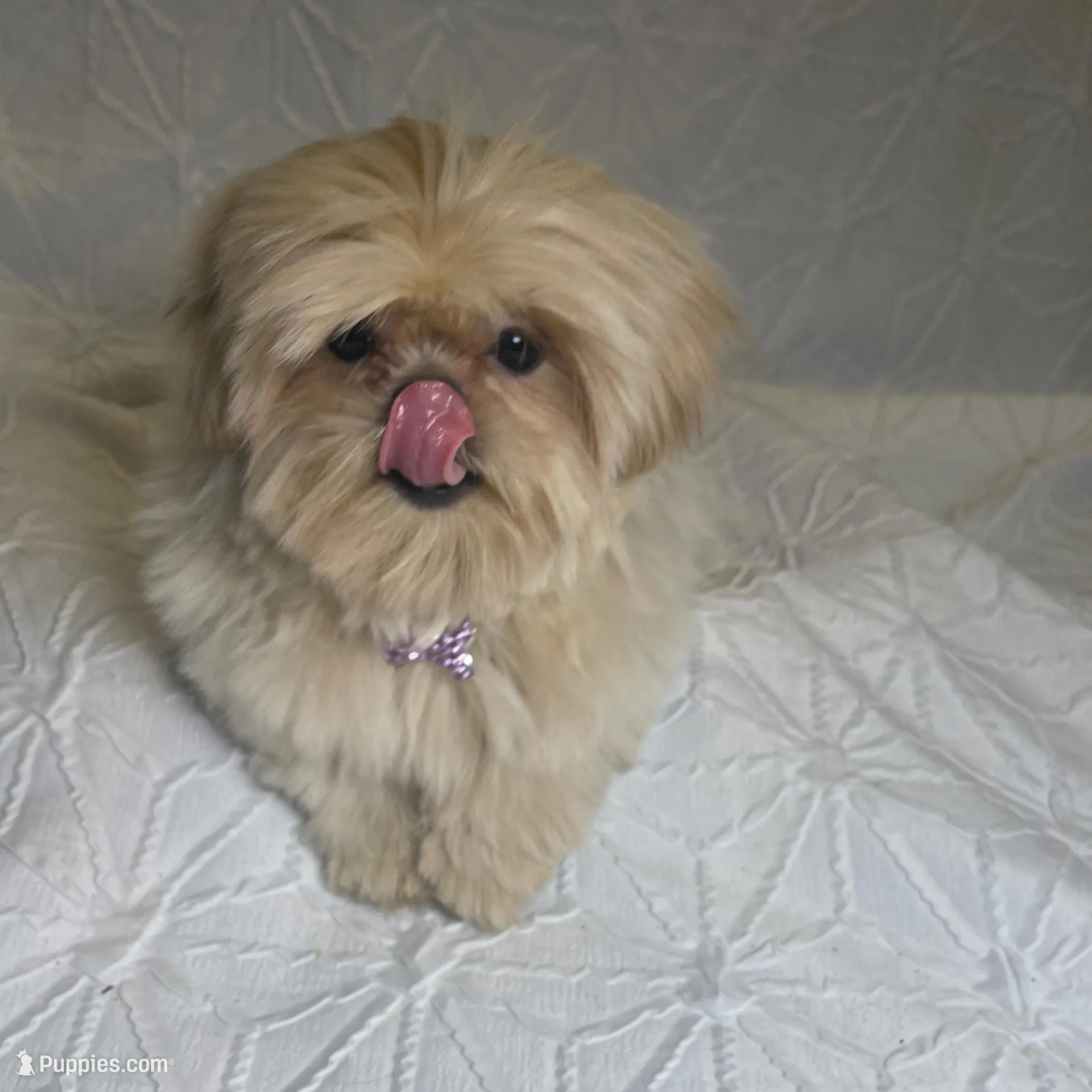 Cartier , a male Shih Tzu for sale in Riverside, CA – Photo 3 of 3