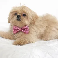 Cartier , a male Shih Tzu for sale in Riverside, CA – Photo 1 of 3