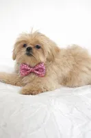 Cartier , a male Shih Tzu for sale in Riverside, CA – Photo 1 of 3