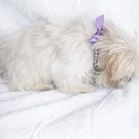 Rolex , a male Shih Tzu for sale in Riverside, CA – Photo 2 of 3