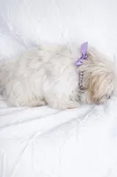 Rolex , a male Shih Tzu for sale in Riverside, CA – Photo 2 of 3