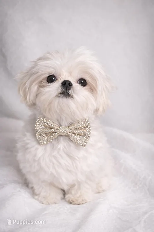 Rolex , a male Shih Tzu for sale in Riverside, CA – Photo 1 of 3