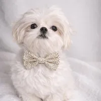 Rolex , a male Shih Tzu for sale in Riverside, CA – Photo 1 of 3