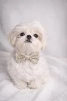 Rolex , a male Shih Tzu for sale in Riverside, CA – Photo 1 of 3