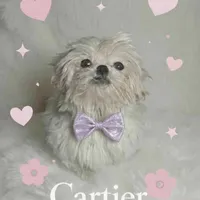 Rolex , a male Shih Tzu for sale in Riverside, CA – Photo 3 of 3