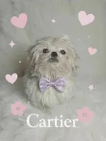 Rolex , a male Shih Tzu for sale in Riverside, CA – Photo 3 of 3