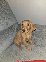 Finn, a male Goldendoodle and Dachshund for sale in Columbus, OH – 5 of 7