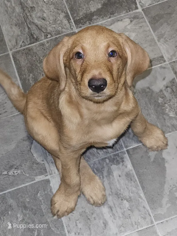 Finn – Goldendoodle, Dachshund puppy on hold in Columbus, OH