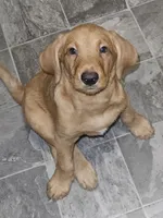 Finn, a male Goldendoodle and Dachshund for sale in Columbus, OH – 1 of 7