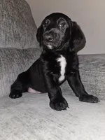 Jake, a male Goldendoodle and Dachshund for sale in Columbus, OH – 5 of 10