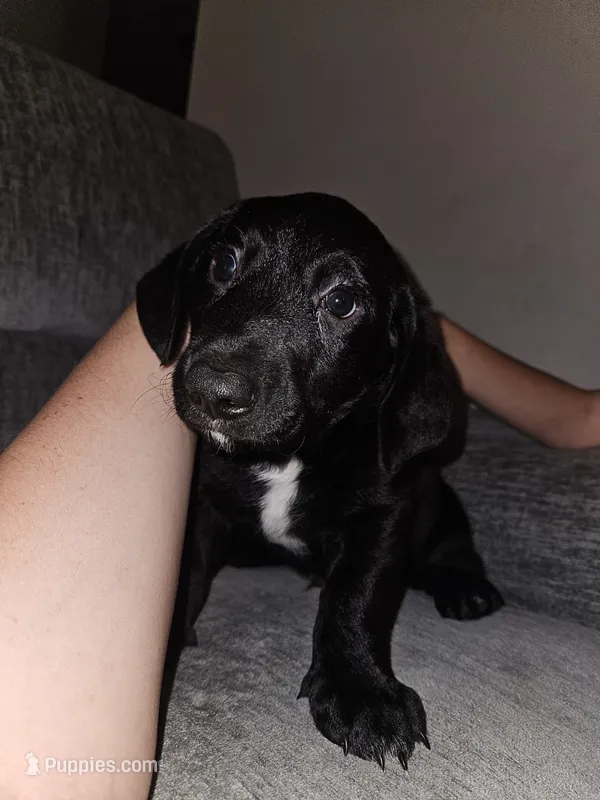 Jake – Goldendoodle, Dachshund puppy for sale in Columbus, OH