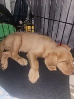 Finn, a male Goldendoodle and Dachshund for sale in Columbus, OH – 7 of 7