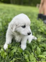 Clara, a female Great Pyrenees for sale in Spotsylvania, VA – Photo 4 of 6