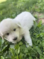 Clara, a female Great Pyrenees for sale in Spotsylvania, VA – Photo 3 of 6