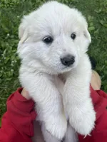 Clara, a female Great Pyrenees for sale in Spotsylvania, VA – Photo 6 of 6