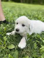 Clara, a female Great Pyrenees for sale in Spotsylvania, VA – Photo 5 of 6