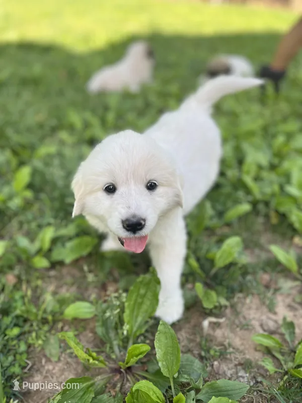 Clara – Great Pyrenees puppy for sale in Spotsylvania, VA