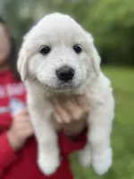 Clara, a female Great Pyrenees for sale in Spotsylvania, VA – Photo 2 of 6