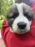 Max, a male Great Pyrenees for sale in Spotsylvania, VA – Photo 4 of 5