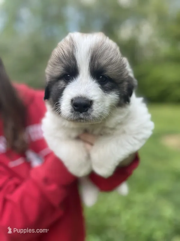 Max – Great Pyrenees puppy for sale in Spotsylvania, VA