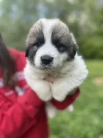 Max, a male Great Pyrenees for sale in Spotsylvania, VA – Photo 1 of 5