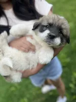 Max, a male Great Pyrenees for sale in Spotsylvania, VA – Photo 2 of 5