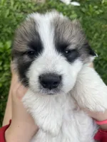 Max, a male Great Pyrenees for sale in Spotsylvania, VA – Photo 5 of 5