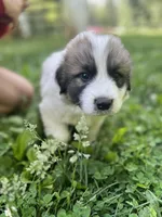 Max, a male Great Pyrenees for sale in Spotsylvania, VA – Photo 3 of 5