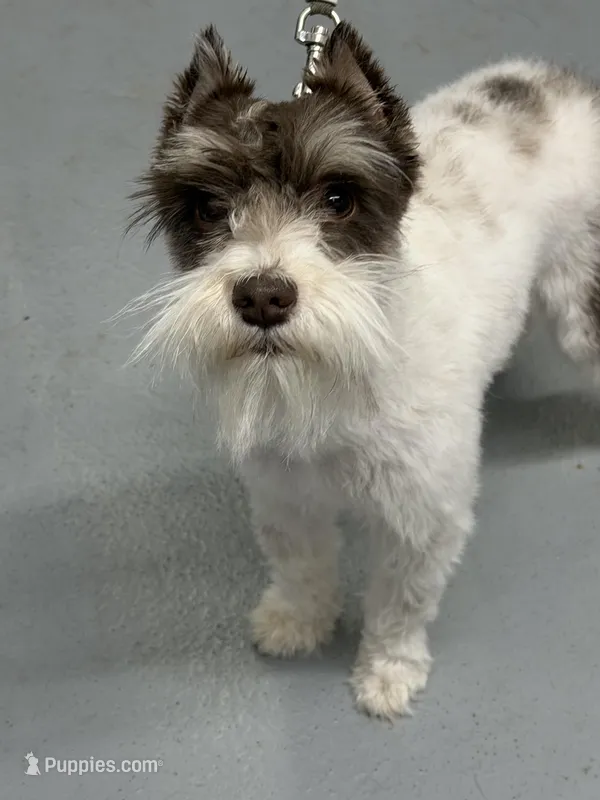 Smidgen – Miniature Schnauzer puppy for sale in Iowa Park, TX