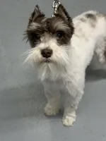 Smidgen, a female Miniature Schnauzer for sale in Iowa Park, TX – 1 of 3