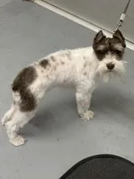 Smidgen, a female Miniature Schnauzer for sale in Iowa Park, TX – 3 of 3