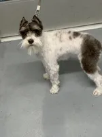 Smidgen, a female Miniature Schnauzer for sale in Iowa Park, TX – 2 of 3