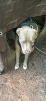 Demon , a female American Pit Bull Terrier for sale in Mcdonough, GA – 3 of 4