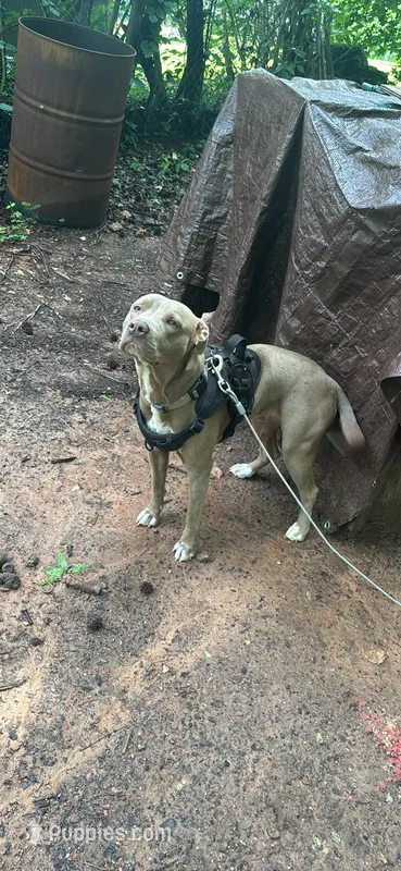 Demon  – American Pit Bull Terrier puppy for sale in Mcdonough, GA