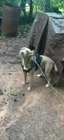 Demon , a female American Pit Bull Terrier for sale in Mcdonough, GA – 1 of 4