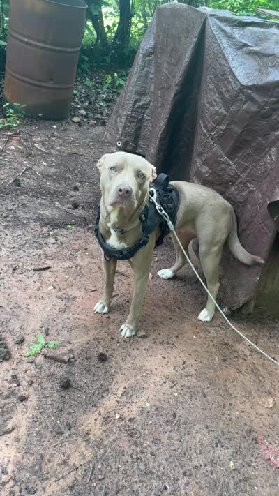 Demon , a female American Pit Bull Terrier for sale in Mcdonough, GA – 4 of 4
