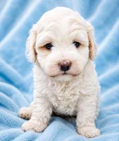 Casper, a male Cavapoo for sale in Chipley, FL – 3 of 3