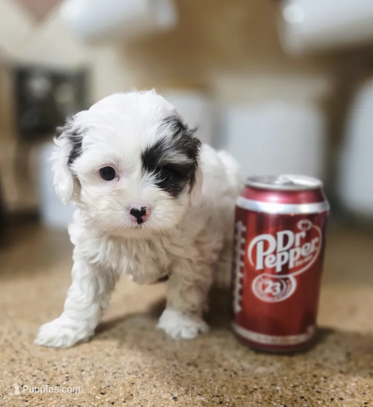 Sky **T-Cup CavaPoo  under 6 lbs @ full grown ** – Cavapoo puppy for sale in Chipley, FL