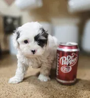 Sky **T-Cup CavaPoo  under 6 lbs @ full grown **, a female Cavapoo for sale in Chipley, FL – 1 of 8
