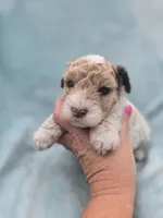 Oliver, a male Cavapoo for sale in Chipley, FL – 6 of 10
